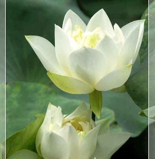 Lien Luu Photo 26