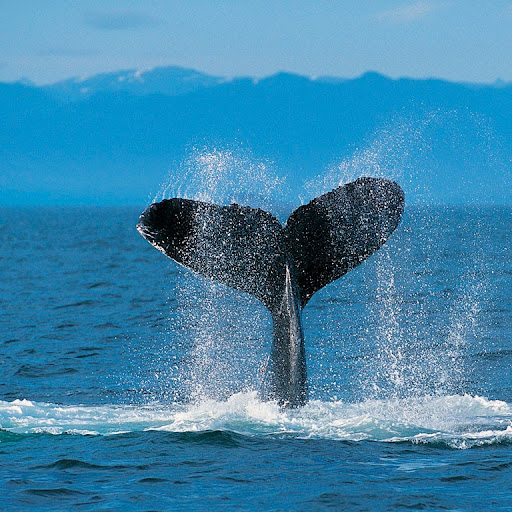 Robin Delaney Photo 6