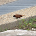 Robin Chestnut Photo 12