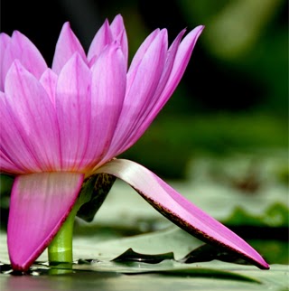 Latonya Moore Photo 15