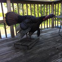 Tyler Clemons Photo 14