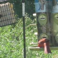 Sherry Rankin Photo 10