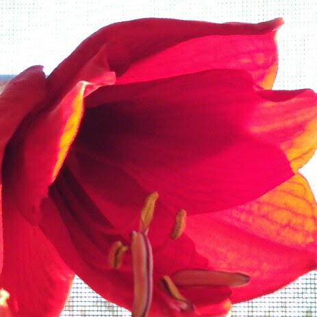 Megan Rasmussen Photo 11