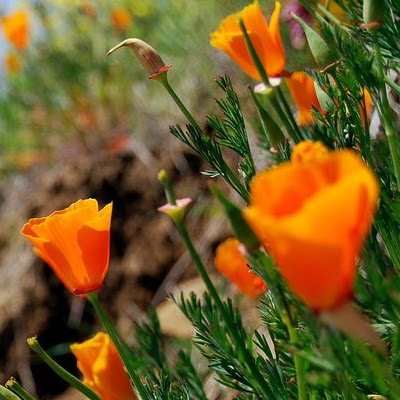 Nancy Rosenthal Photo 13