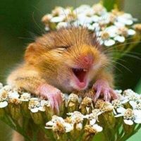 Nancy Macgregor Photo 8