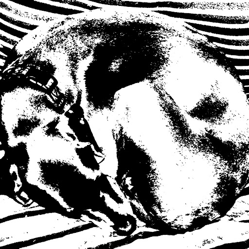 Lance Mercer Photo 10