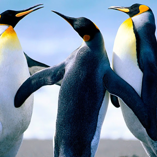 Joseph Kaiser Photo 44 Joseph Kaiser Photo 44