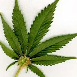 Michael Moroney Photo 35 Michael Moroney Photo 35