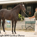 Candice Henderson Photo 8