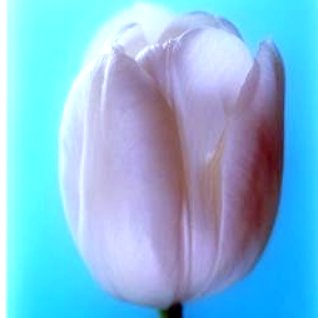 Paula Tucker Photo 15