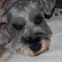 Shelly Thornton Photo 10