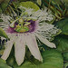 Julie Mcintyre Photo 27