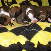 Deborah Kyle Photo 5