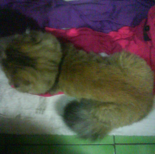 Julie Liang Photo 13