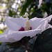 Sharen Rose Photo 12