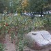Lisa Platz Photo 7