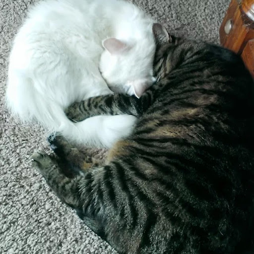 Tammy Maxwell Photo 41