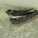 Sharon Laughlin Photo 14