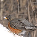 Robin Kramer Photo 24