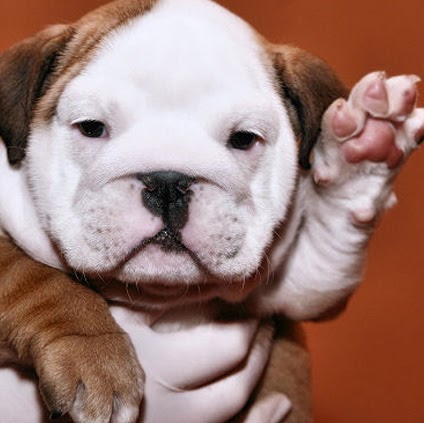 Colleen Callahan Photo 33