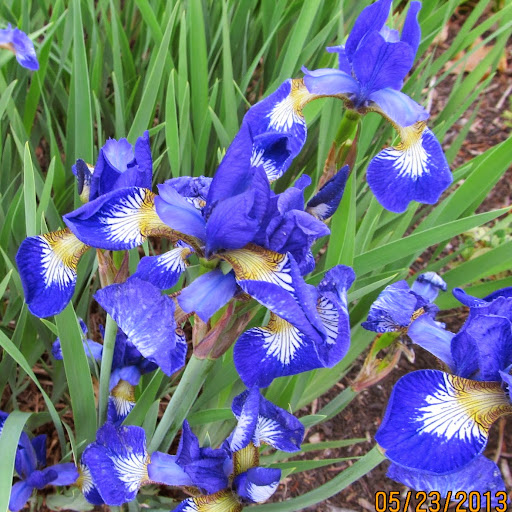 Nancy Maloney Photo 31