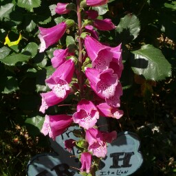 Linda Flynn Photo 36