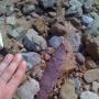 Chris Samuels Photo 13
