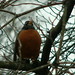 Robin Spring Photo 22