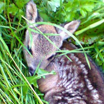 Michelle Raines Photo 17