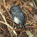 Robin Lynch Photo 10