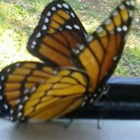 Shelia Anderson Photo 12
