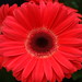 Daisy Joseph Photo 28