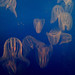 Joshua Combs Photo 14