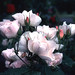 Sally Rose Photo 10