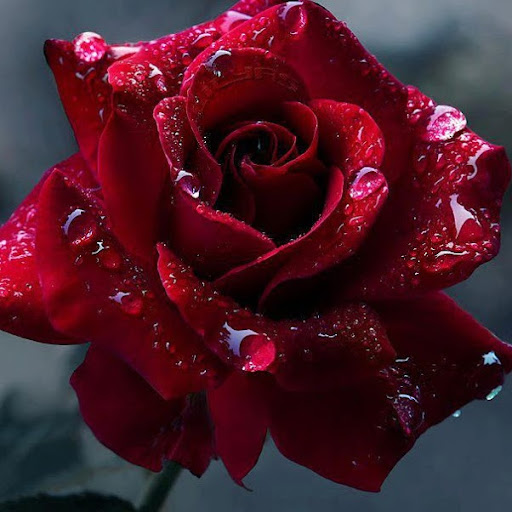 Julia Davila Photo 5