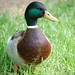 Rachel Mallard Photo 13