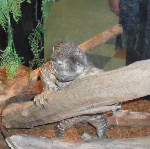 Julie Lamontagne Photo 26