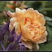 Howard Rose Photo 42