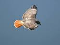 Gary Herman Photo 24