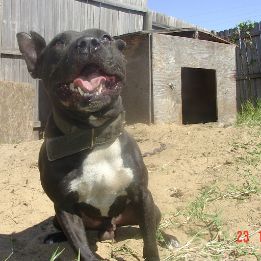 Mark Frank Photo 47 Mark Frank Photo 47