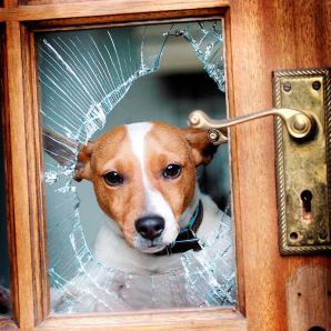 Jack Russell Photo 40