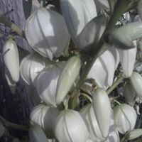 Krystal Vance Photo 7