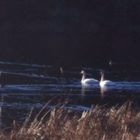 Sue Patterson Photo 12