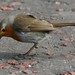 Robin Peacock Photo 20
