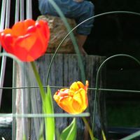 Bonnie Strayer Photo 16