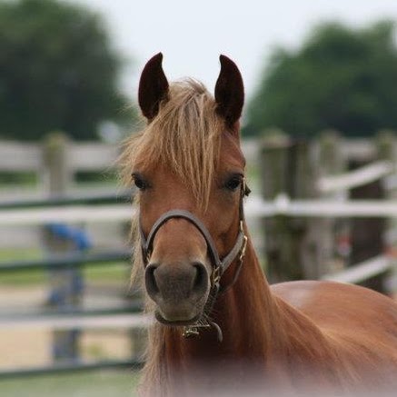 Nicole Nicholson Photo 19