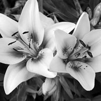 Cynthia Aldridge Photo 26