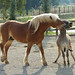 Ali Sabir Photo 22