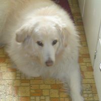Robert Steger Photo 15