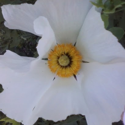 Jane Crossen Photo 2